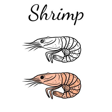 Karides deniz ürünlerinin siyah beyaz versiyonuyla güzel bir boyama kitabı tasarımı. El çizimi vektör çizimi çizimi, karalama, klasik çizim tarzı. Lezzetli, yemeye hazır.