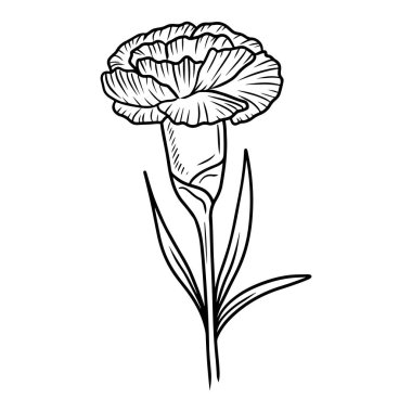 Beyaz arka planda siyah renkli güzel karanfil çiçeği. El çizimi vektör çizimi çizimi, karalama, klasik çizim tarzı. Doğum ayı çiçeği, gerçekçi botanik çizimi