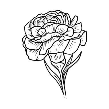 Beyaz arka planda siyah renkli güzel karanfil çiçeği. El çizimi vektör çizimi çizimi, karalama, klasik çizim tarzı. Doğum ayı çiçeği, gerçekçi botanik çizimi