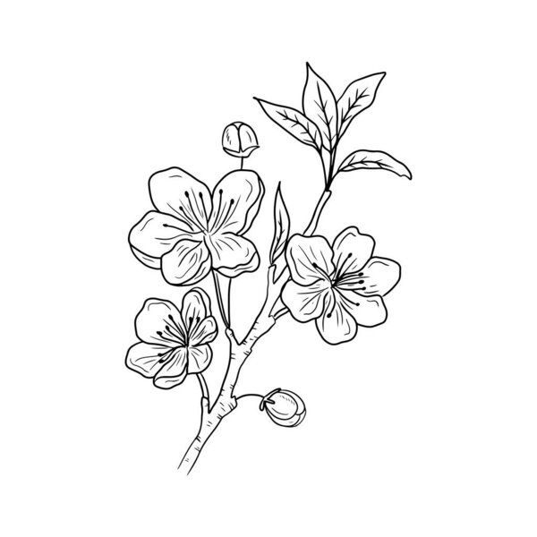 Beautiful realistic branch of cherry blossom with flowers and buds in black isolated on white background. Hand drawn vector sketch illustration in doodle engraved vintage line art style. Icon, logo