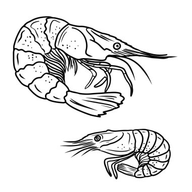 Beyaz arka planda siyah renkli gerçekçi karides çizimleri. El çizimi vektör çizimi çizimi, karalama, klasik çizim tarzı. Deniz ürünleri, süper yiyecekler, deniz hayvanları.