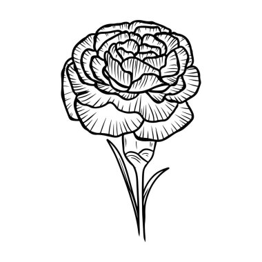 Beyaz arka planda siyah renkli güzel karanfil çiçeği. El çizimi vektör çizimi çizimi, karalama, klasik çizim tarzı. Doğum ayı çiçeği, gerçekçi botanik çizimi