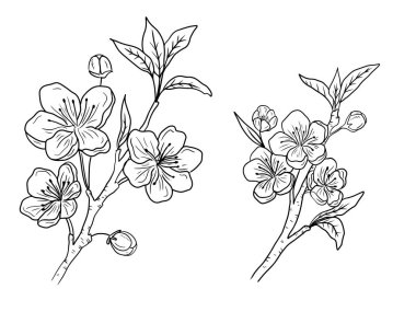 Çiçekler, tomurcuklar ve beyaz arka planda siyah yapraklarla güzel kiraz dalları. El çizimi vektör çizimi çizimi, karalama, klasik çizim tarzı. Bitki bilimi