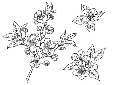 Çiçekler, tomurcuklar ve beyaz arka planda siyah yapraklarla güzel kiraz dalları. El çizimi vektör çizimi çizimi, karalama, klasik çizim tarzı. Bitki bilimi