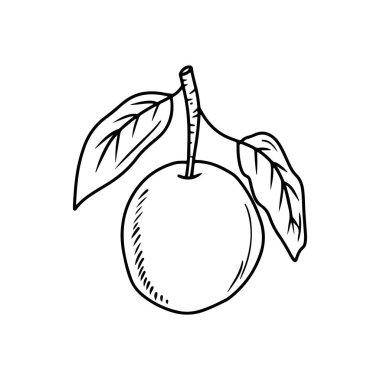 Dalında siyah yaprakları beyaz arka planda olan güzel gerçekçi erik üzümü. El çizimi vektör çizimi çizimi, karalama, klasik çizim tarzı. Kayısı, meyve, vitamin
