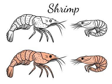 Karides deniz ürünlerinin siyah beyaz versiyonuyla güzel bir boyama kitabı tasarımı. El çizimi vektör çizimi çizimi, karalama, klasik çizim tarzı. Lezzetli, yemeye hazır.