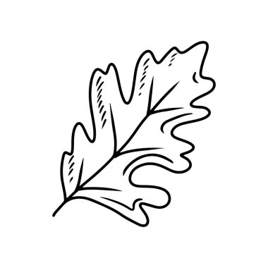 Beyaz arka planda siyah yapraklı güzel meşe yaprağı. El çizimi vektör çizimi çizimi, karalama, klasik çizim tarzı. Sonbahar yaprakları, yapraklar, ikon, boyama kitabı tasarımı