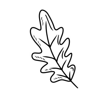 Beyaz arka planda siyah yapraklı güzel meşe yaprağı. El çizimi vektör çizimi çizimi, karalama, klasik çizim tarzı. Sonbahar yaprakları, yapraklar, ikon, boyama kitabı tasarımı
