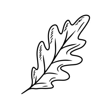 Beyaz arka planda siyah yapraklı güzel meşe yaprağı. El çizimi vektör çizimi çizimi, karalama, klasik çizim tarzı. Sonbahar yaprakları, yapraklar, ikon, boyama kitabı tasarımı