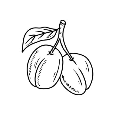 Dal üzerinde iki gerçekçi erik üzümü ve beyaz arka planda siyah yapraklar. El çizimi vektör çizimi çizimi, karalama, klasik çizim tarzı. Kayısı, meyve, vitamin