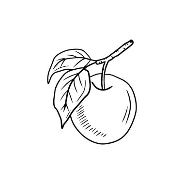 Dalında siyah yaprakları beyaz arka planda olan güzel gerçekçi erik üzümü. El çizimi vektör çizimi çizimi, karalama, klasik çizim tarzı. Kayısı, meyve, vitamin