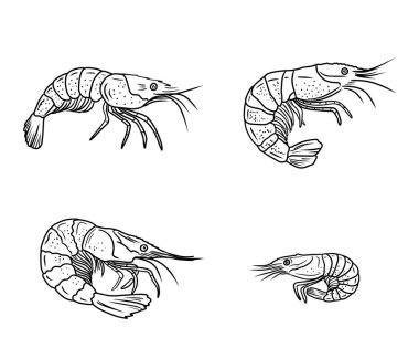 Beyaz arka planda siyah renkli gerçekçi karides çizimleri. El çizimi vektör çizimi çizimi, karalama, klasik çizim tarzı. Deniz ürünleri, süper yiyecekler, deniz hayvanları.