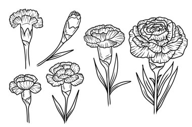 Karanfil çiçekli güzel bir set, dostum. Beyaz arka planda siyah yapraklar var. El çizimi vektör çizimi çizimi, karalama, klasik çizim tarzı. Botanik sanatı, çiçek tasarımı