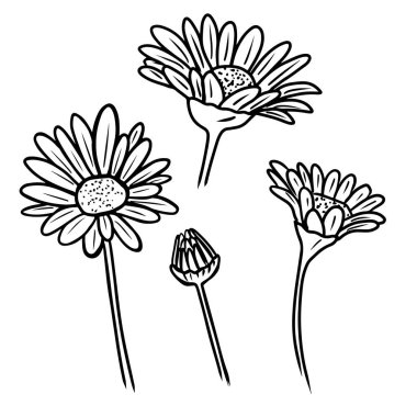 Beyaz arka planda siyah izole edilmiş zarif ve güzel bir papatya çiçeği. El çizimi vektör çizimi çizimi, karalama, klasik çizim tarzı. Boyama kitabı, bitki