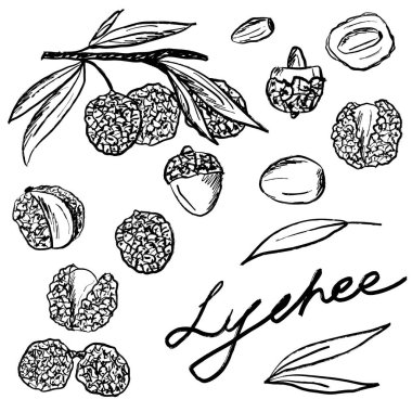 Lychee meyveleri, siyah fırça darbelerinde yapraklar beyaz arka planda izole edilmiş. Klasik kömür mürekkebiyle elle çizilmiş vektör çizimi. Tropik meyve, paket tasarımı, Litchi çingenesi.