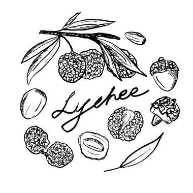Yuvarlak baskı tasarımı, siyah fırça darbesi desenli lychee meyveleri beyaz arka planda izole edilmiş. Klasik kömür mürekkebiyle elle çizilmiş vektör çizimi. Paket tasarımı, Litchi çingenesi