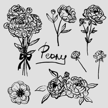 Şakayık çiçeği, tomurcuk, buket ve fırça darbesi dokusunda yapraklar. Klasik kömür mürekkebi tarzında elle çizilmiş vektör çizimi. Tebrik kartı tasarımı, davetiye, çiçekçi logosu tasarımı