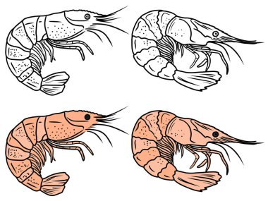 Karides deniz ürünlerinin siyah beyaz versiyonuyla güzel bir boyama kitabı tasarımı. El çizimi vektör çizimi çizimi, karalama, klasik çizim tarzı. Lezzetli, yemeye hazır.