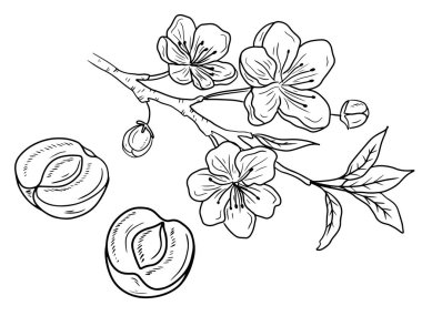 Dal üzerinde iki gerçekçi erik üzümü ve beyaz arka planda siyah yapraklar. El çizimi vektör çizimi çizimi, karalama, klasik çizim tarzı. Kayısı, meyve, vitamin