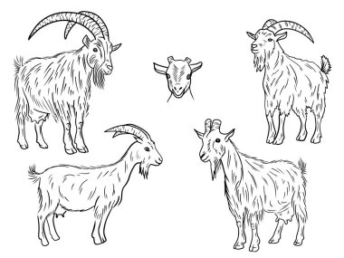 Uzun kürklü ve siyah boynuzlu gerçekçi keçi beyazın üzerinde izole halde duruyor. El çizimi vektör çizimi çizimi karalama klasik sanat tarzı. Memeleri ve sütü olan yerli çiftlik hayvanı.