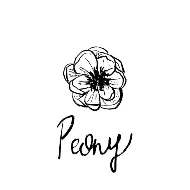 Dövmesi yapraklı şakayık çiçeği tasarımı, logo tasarımı fırça darbesi desenli giysiler. Klasik kömür mürekkebi tarzında elle çizilmiş vektör çizimi. Çiçekçi, davetiye, düğün