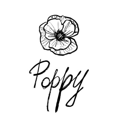 Yaz gelinciği çiçeği beyaz arka planda, fırça darbesi dokusunda izole edilmiş. Klasik kömür mürekkebi tarzında elle çizilmiş vektör çizimi. Tebrik kartı tasarımı, çiçekçi logosu tasarımı