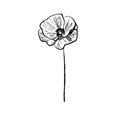 Yaz gelinciği çiçeği beyaz arka planda, fırça darbesi dokusunda izole edilmiş. Klasik kömür mürekkebi tarzında elle çizilmiş vektör çizimi. Tebrik kartı tasarımı, çiçekçi logosu tasarımı