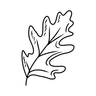 Beyaz arka planda siyah yapraklı güzel meşe yaprağı. El çizimi vektör çizimi çizimi, karalama, klasik çizim tarzı. Sonbahar yaprakları, yapraklar, ikon, boyama kitabı tasarımı