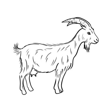 Uzun kürklü ve siyah boynuzlu gerçekçi keçi beyazın üzerinde izole halde duruyor. El çizimi vektör çizimi çizimi karalama klasik sanat tarzı. Memeleri ve sütü olan yerli çiftlik hayvanı.