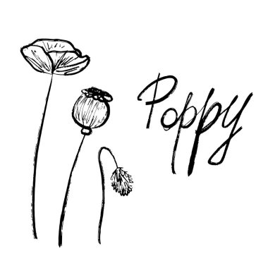 Yaz gelinciği çiçeği beyaz arka planda, fırça darbesi dokusunda izole edilmiş. Klasik kömür mürekkebi tarzında elle çizilmiş vektör çizimi. Tebrik kartı tasarımı, çiçekçi logosu tasarımı