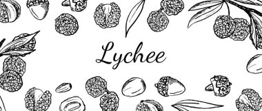 Lychee meyveleri, siyah fırça darbeleriyle çerçevelenmiş beyaz arka planda izole edilmiş yapraklar. Klasik kömür mürekkebiyle elle çizilmiş vektör çizimi. Paket tasarımı, Litchi çingenesi, paket tasarımı
