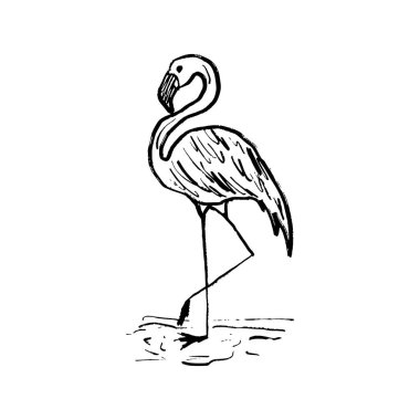 Flamingo suyun içinde tek bacağının üzerinde duruyor siyah fırça darbesi dokusu beyaza izole edilmiş. Klasik kömür mürekkebiyle elle çizilmiş vektör çizimi. Deniz kuşu konsepti, güzel hayvan.