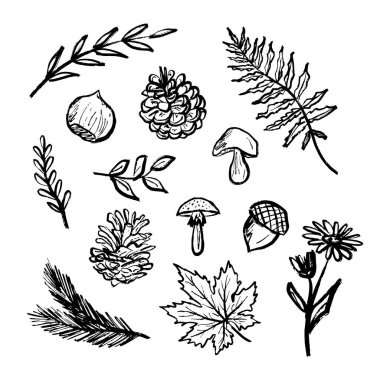 Orman sembolleri - fındık, yapraklı dal, tarla çiçeği, çam kozalağı, siyah fırça desenli mantar tasarımı beyaza izole edilmiş. Klasik kömür mürekkebiyle el çizimi vektör çizimi çizimi