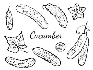 Yapraklı salatalık, çiçek, beyaz üzerine izole edilmiş siyah fırça dokusu dilimleri. Klasik kömür mürekkebiyle elle çizilmiş vektör çizimi. Taze sebze, market, tarım logosu.