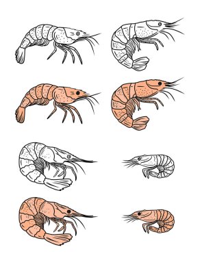 Karides deniz ürünlerinin siyah beyaz versiyonuyla güzel bir boyama kitabı tasarımı. El çizimi vektör çizimi çizimi, karalama, klasik çizim tarzı. Lezzetli, yemeye hazır.