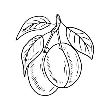 Dal üzerinde iki gerçekçi erik üzümü ve beyaz arka planda siyah yapraklar. El çizimi vektör çizimi çizimi, karalama, klasik çizim tarzı. Kayısı, meyve, vitamin