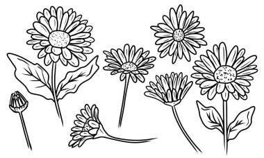 Beyaz arka planda siyah izole edilmiş zarif ve güzel bir papatya çiçeği seti. El çizimi vektör çizimi çizimi, karalama, klasik çizim tarzı. Boyama kitabı, bitki