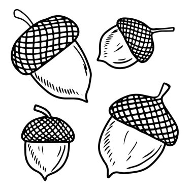 Beyaz arka planda siyah başlıklı güzel gerçekçi meşe palamudu seti. El çizimi vektör çizimi çizimi, karalama, klasik çizim tarzı. Sonbahar titreşimleri, orman, meşe, renk