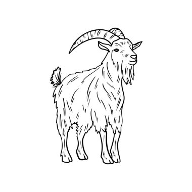Uzun kürklü ve siyah boynuzlu gerçekçi keçi beyazın üzerinde izole halde duruyor. El çizimi vektör çizimi çizimi karalama klasik sanat tarzı. Memeleri ve sütü olan yerli çiftlik hayvanı.