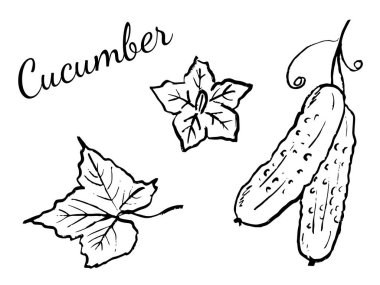 Yapraklı salatalık, çiçek, beyaz üzerine izole edilmiş siyah fırça dokusu dilimleri. Klasik kömür mürekkebiyle elle çizilmiş vektör çizimi. Taze sebze, market, tarım logosu.