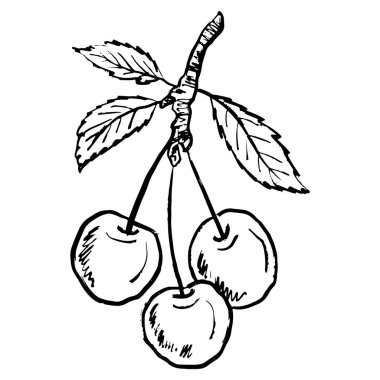 Beyaz üzerine izole edilmiş siyah fırça darbesi desenli üç kiraz ve yapraklı dal. Klasik kömür mürekkebiyle elle çizilmiş vektör çizimi. Yaz meyvesi tasarımı, baskı elementi, taze meyve suyu