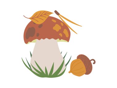 Güzel boletus edulis porcini mantarı sonbahar ormanında meşe palamudu yakınında çimenler ve beyaz arka planda izole edilmiş portakal yaprağı. El çizimi vektör düz çizim. Yenilebilir sonbahar mantarı