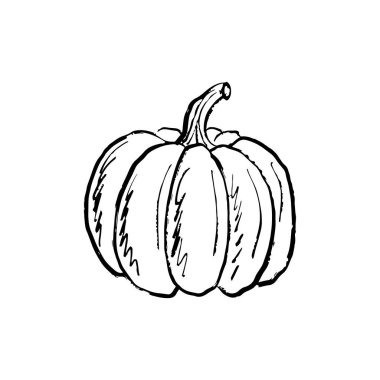 Siyah fırça desenli kabak resmi beyaza izole edilmiş. Klasik kömür mürekkebiyle elle çizilmiş vektör çizimi. Sonbahar sembolü, Cadılar Bayramı, hasat tasarımı, sebze tasarımı
