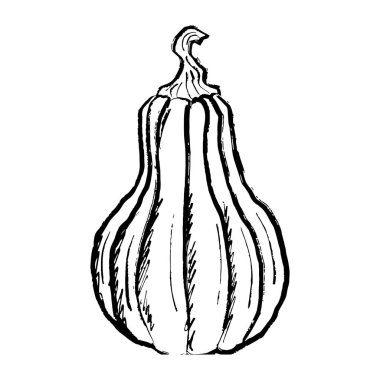 Beyaz üzerinde izole edilmiş siyah fırça darbesi dokusunda farklı şekillerde kabak kabağı sebzesi. Klasik kömür mürekkebiyle elle çizilmiş vektör çizimi. Cadılar Bayramı sembolü, sonbahar hasadı