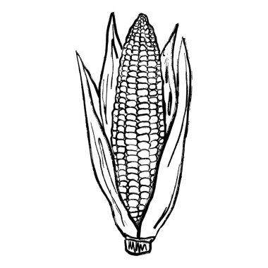 Siyah fırça darbesi desenli taze mısır sebzesi beyaza izole edilmiş. Klasik kömür mürekkebiyle elle çizilmiş vektör çizimi. Yaz yemekleri, plaj, hasat, eko çiftliği konsepti.