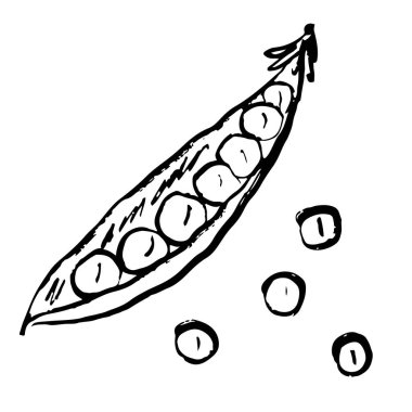 Siyah fırça darbesi desenli taze bezelye tasarımı beyaza izole edilmiş. Klasik kömür mürekkebiyle elle çizilmiş vektör çizimi. Bezelye tasarımı, yemek çizimi, salata malzemesi, çiftlik etiketi