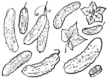 Yapraklı, çiçekli büyük salatalık, beyaza izole edilmiş siyah fırça darbesi dokusu. Klasik kömür mürekkebiyle elle çizilmiş vektör çizimi. Taze sebze, market, tarım logosu.