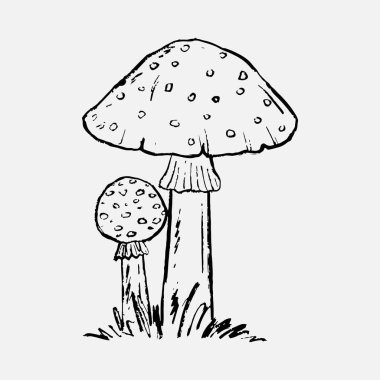 Amanita fly agaric poisonous mushrooms in grass. Hand drawn vintage vector sketch crayon illustration. Autumn symbol, forest nature. Print design