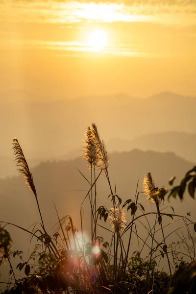 morning sunrise revealed misty layer landscape with trees and meadow as foreground Doi Kad Phi forest park Chiang Rai Thailand December 2022