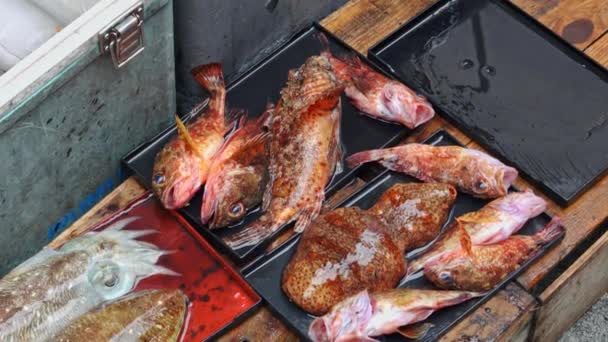 Ζωντανό Ψάρι Και Καλαμάρια Που Περιμένουν Πουληθούν Στάβλο Φρέσκα Θαλασσινά — Αρχείο Βίντεο
